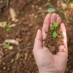 How to Cure Manure