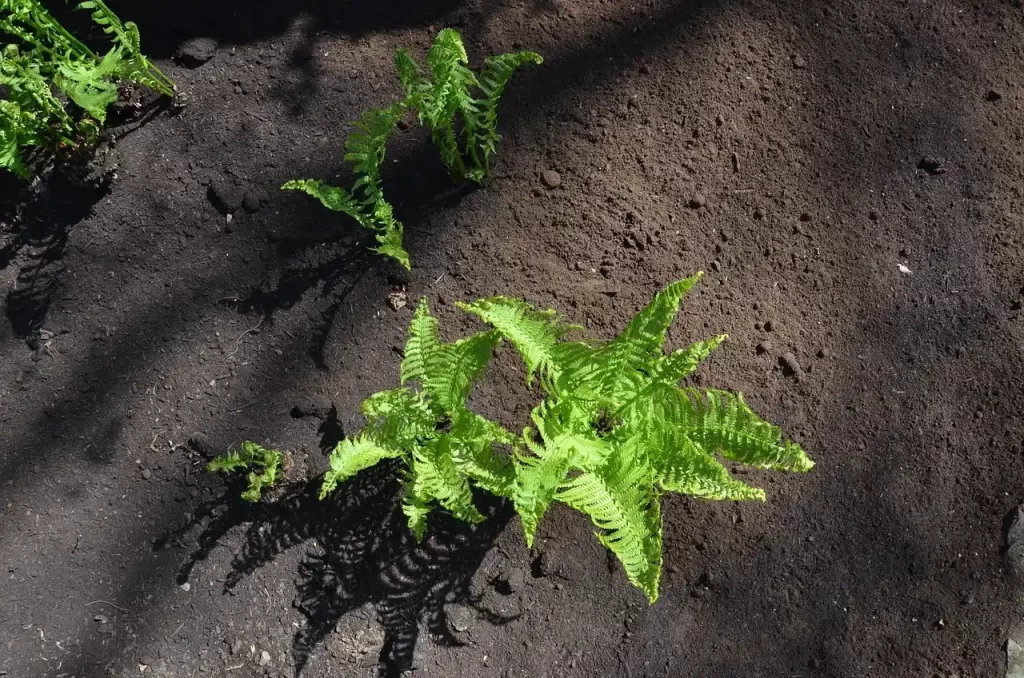 soil texture