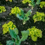 Garden soil health